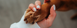 超越傳統的狗狗學校！蒙特梭利教育如何讓愛犬身心兼修？
