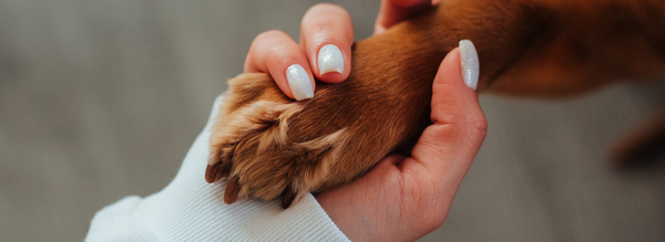 超越傳統的狗狗學校！蒙特梭利教育如何讓愛犬身心兼修？