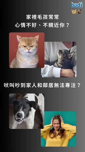毛孩心情差 焦慮 情緒不安 吠叫吵鬧